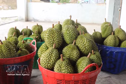 榴莲是越南主打出口产品。图自越通社