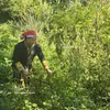 瑶族同胞采摘草药。图自越通社