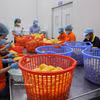 在位于巴地头顿省周德工业区的 Wana 软饮料股份公司，工人们正在对用于生产果汁的水果进行初步加工。图自越通社