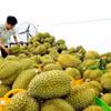 水产品加工。图自越通社
