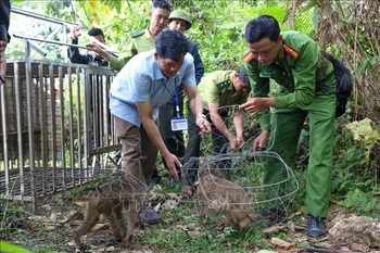塔董国家公园管理委员会同职能部门配合将4只野生动物放归自然环境。图自越通社