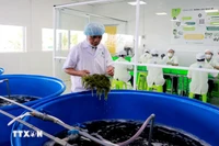 把越南海葡萄推向世界的“带路人”。图自越通社