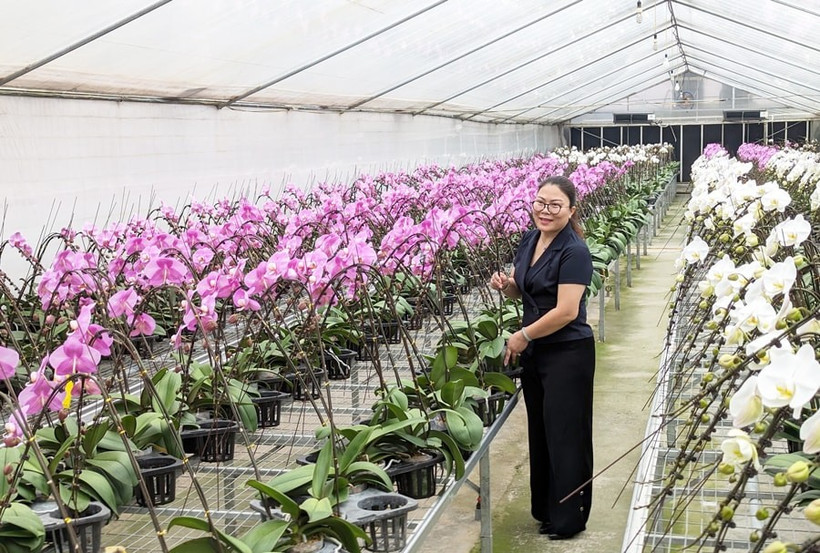 河内发展高科技花卉种植模式迈向绿色农业和应对气候变化。图自心河内报