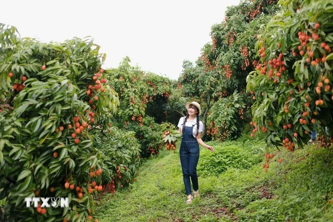 北江荔枝季热潮吸引大量游客 打造农旅融合新亮点。图自越通社