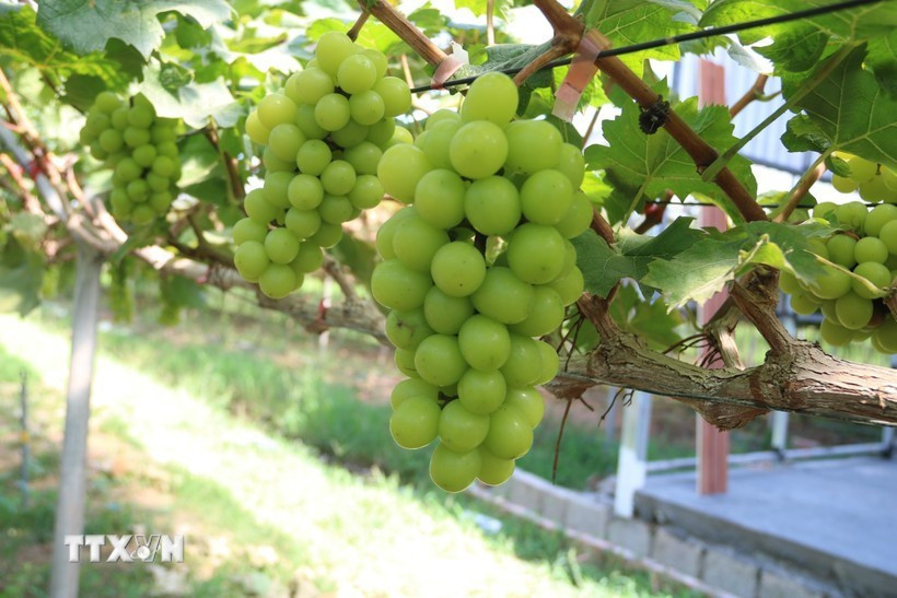 助力越南企业发展绿色、可持续农业。图自越通社