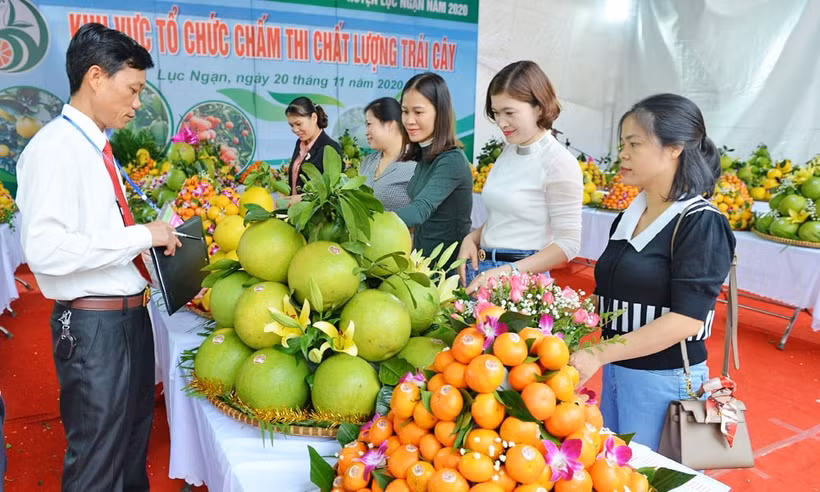 附图 图自越通社