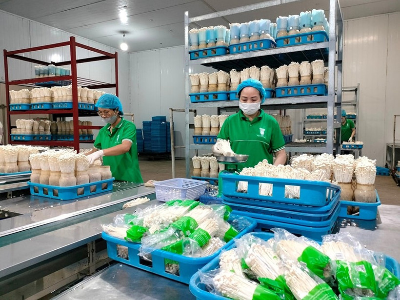 一家蘑菇生产厂。图自越通社