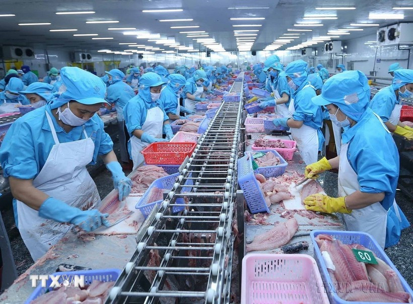 2025年6月越南水产品出口额8.76亿美元。图自越通社