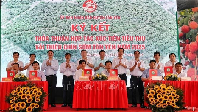 关于推进2025年新安县早熟荔枝销售的合作谅解备忘录。图自越通社