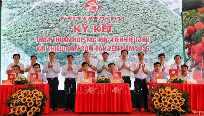 关于推进2025年新安县早熟荔枝销售的合作谅解备忘录。图自越通社