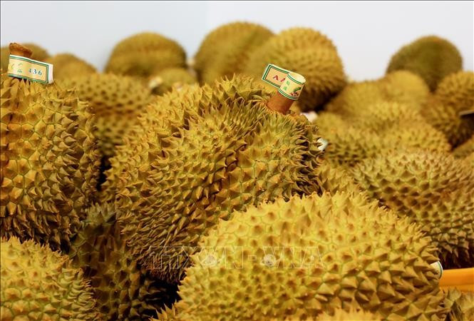 榴莲出口逐步复苏。图自越通社
