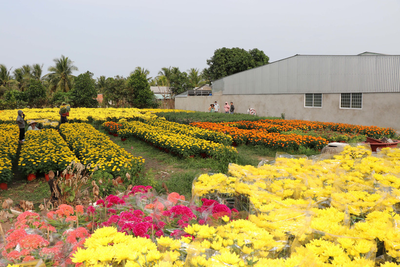 永隆省隆德坊永安花卉种植专业村。图自越通社