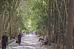 越南竹林现身北非植物园。图自越通社