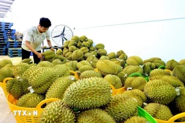 越南榴莲。图自越通社
