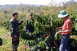 为西原地区少数民族提供咖啡种植技术支持。图自Vietnam+