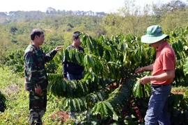 为西原地区少数民族提供咖啡种植技术支持。图自Vietnam+
