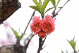 老街省桃花早绽放，与“白色高原”李花争艳