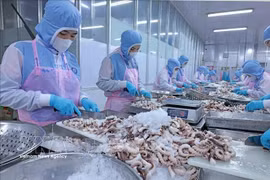 安江省辉南公司出口章鱼加工环节。图自越通社