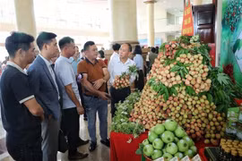 北江荔枝推介活动。图自越通社