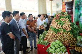 北江荔枝推介活动。图自越通社