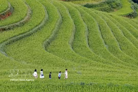 木江界梯田之美——西北地区最具吸引力的旅游目的地之一。图自越通社