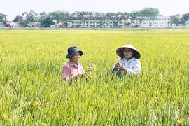 检查TBR225大米质量。图自《新河内报》