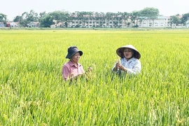 检查TBR225大米质量。图自《新河内报》