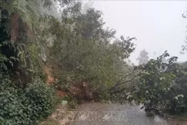 2025年5月初以来，尽管未进入雨季高峰期，但雷暴、龙卷风、闪电、暴雨等危险天气现象引发了洪水、山洪、山体滑坡等灾害，给莱州、北件和广宁省等省份人民造成生命和财产等损失。图自越通社