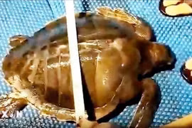 平定省渔民成功救助的海龟。图自越通社