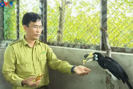 黑斑犀鸟被收养在野生动物收容救护站。图自VOV