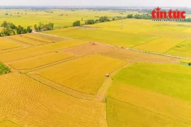 100万公顷水稻项目已使生产方式顺应国际趋势——绿色发展，所有产出的水稻产品都确定为环境友好型。图自越通社