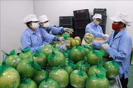 附图。图自越通社