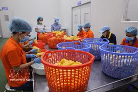 在位于巴地头顿省周德工业区的 Wana 软饮料股份公司，工人们正在对用于生产果汁的水果进行初步加工。图自越通社