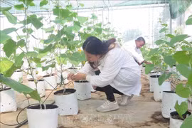 以色列援助的滴灌系统在太原农林大学投入使用。图自越通社