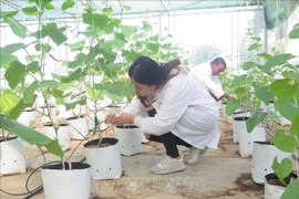 以色列援助的滴灌系统在太原农林大学投入使用。图自越通社