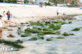 游客涌向仁海渔村 在翠绿苔藓礁石拍照打卡