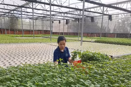附图。图自越通社