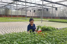 附图。图自越通社