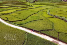 山罗省帐钙坊（Chiềng Cơi）洪村（Bản Hùn）的梯田景观。图自 越通社