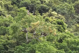越南被列入世界上生物多样性最高的16个国家行列