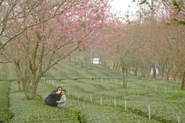 游客在大叻的樱花林中拍照打卡，留下美丽的瞬间。图自 越通社