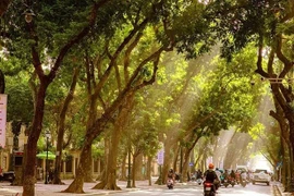 河内四季皆有独特之美，但也许最令人心醉的，还是那金色阳光与清爽气息交织的秋天。图自 越通社