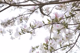 奠边省精心打造洋紫荆花节 绽放最美花海迎宾客