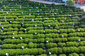 越南茶叶产业：从茶山走向世界 