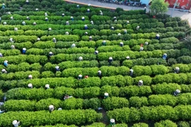 越南茶叶产业:从茶山走向世界