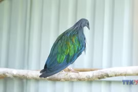 昆岛国家公园接收5只珍稀尼科巴鸠