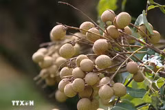 富寿省日山乡山水荔枝。图自越通社