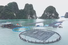海上养殖——越南海洋经济发展新动能