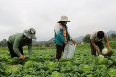 山罗省农业现代化转型。图自越通社