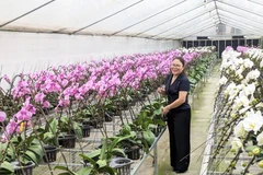 河内发展高科技花卉种植模式迈向绿色农业和应对气候变化。图自心河内报